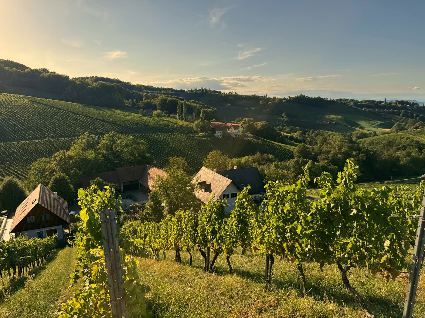 Blick über die Weingärten auf das Weingut Polz am Grassnitzberg